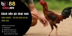 Cách vần gà chọi non siêu chuẩn – Bí kíp nuôi gà đá đỉnh cao